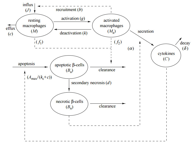 schéma du modèle mathématique